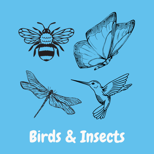 Birds & Insects Acrylic Paint Kits